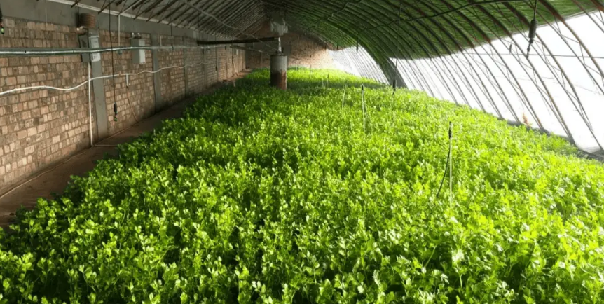 大棚溫濕度監(jiān)測(cè)